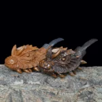 handgeschnitzte Holzpfeife mit Drachenkopf