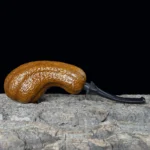 Freehand Tabakpfeife