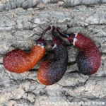 Handgefertigte, mit Sea-Rock-Textur geschnitzte Apple-Pfeife – Bild 5